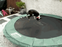 Jump For My Love GIF