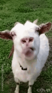Goat Eating GIF - Goat Eating GIFs