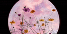 a full moon is behind a field of flowers .