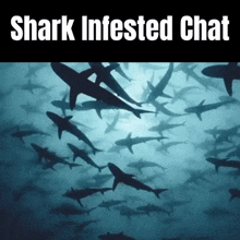 a shark infested chat poster with a picture of sharks in the water