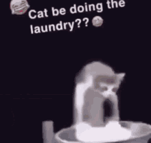 bruh laundry cat meme