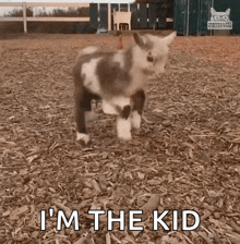 jumping kid jumping baby goat cute kid excited