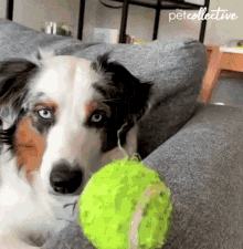 Dog The Pet Collective GIF - Dog The Pet Collective Got It GIFs