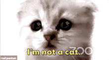 Not Cat GIF - Not Cat GIFs