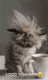 a kitten with a mohawk is sitting next to a cup of coffee on a table .