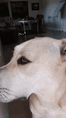 Angry Dog GIF - Angry Dog Ignoring GIFs