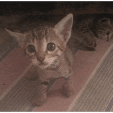 a kitten with its eyes closed is yawning