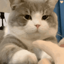 Todou Cat GIF - Todou Cat Paws GIFs