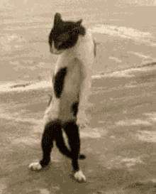 mishi catito choni cat dance funny