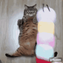 Toycat GIF - Toycat GIFs