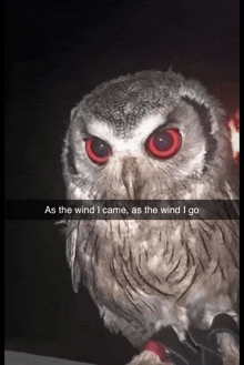 an owl with red eyes and the words as the wind i came as the wind i go