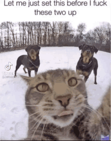 Cat Vs Dogs GIF - Cat Vs Dogs GIFs