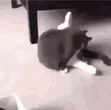 Cat Flip African Americans Question Mark GIF - Cat Flip African Americans Question Mark GIFs