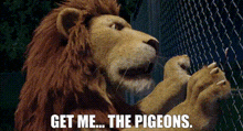 The Wild Movie Pigeons GIF - The Wild Movie Pigeons Get Me The Pigeons GIFs