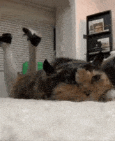 a calico cat is laying on its back on the floor