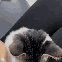 Funny Cat GIF - Funny Cat Brush GIFs