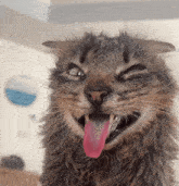 a close up of a cat with its pink tongue sticking out