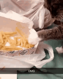 Cat Omg GIF - Cat Omg Funny Animals GIFs