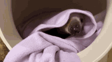 a small animal is wrapped in a purple towel in a bucket .