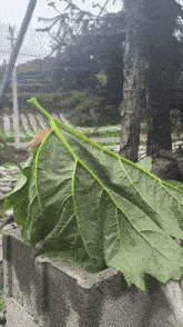 a large green leaf laying on a concrete block