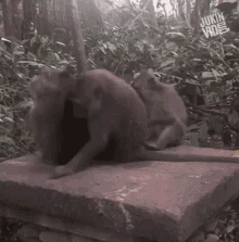 fighting wrestling monkeys fighting monkeys wrestling play fight