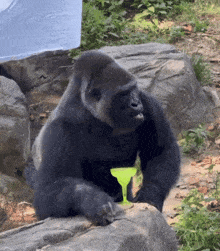 a gorilla sitting on a rock holding a green cocktail glass