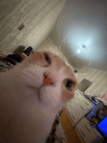 a close up of a cat 's face in a room
