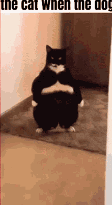 Fat Fat Cat GIF - Fat Fat Cat Laser Eyes GIFs