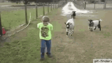 Goat Smashing GIF - Goat Smashing His GIFs