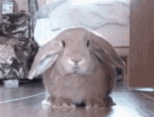 Rabbit Pet GIF - Rabbit Pet Afraid GIFs