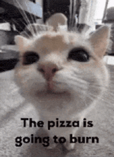 a cat is looking at the camera with the words `` the pizza is going to burn '' written on it .