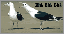 Blah Blah Blah Seagulls GIF