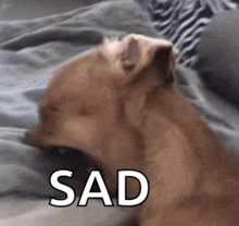 a brown dog laying on a bed with the word sad written above it