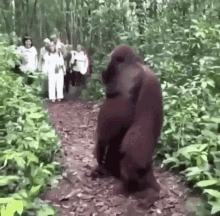 Monkey Confused GIF - Monkey Confused Standing GIFs