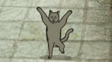 Milo And The Magpies Cat Dancing GIF - Milo And The Magpies Milo Cat Dancing GIFs