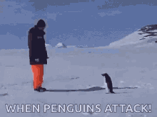 Penguin Attack GIF - Penguin Attack Falling GIFs