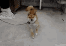 Dancing Dog GIF - Dancing Dog Doggo GIFs