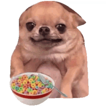 chihuahuacereal dogcereal