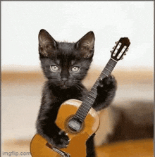 Cat Singing GIF - Cat Singing GIFs