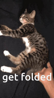 a cat is being held by a person with the words get folded on the bottom