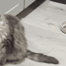 a cat is sitting on the floor next to a bowl of food