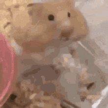 Scream Hamster GIF - Scream Hamster GIFs