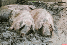 two pigs are laying in a pile of mud with a red circle in the bottom right corner