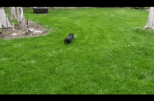 a dog is running with a frisbee in its mouth in a lush green yard