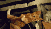 an orange and white cat is laying on its back in someone 's arms