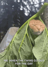 a cat is wrapped in a green leaf with the caption me when the twins go out for the day .