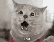 Cat Cat Memes GIF