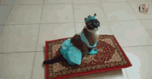 A Whole New World GIF - Cute Cats Magiccarpet GIFs