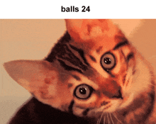 Balls Balls 1 GIF