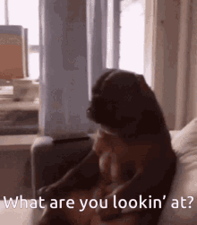 Dogs Sit GIF - Dogs Sit What Are You Looking At GIFs
